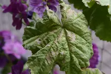 _DSC5249.webp