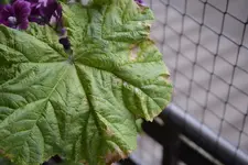 _DSC5250.webp