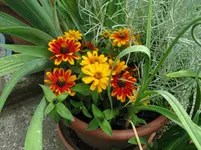 IMG_4940.webp