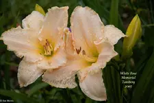 IMG_1851-2.webp