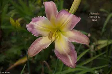IMG_1853-2.webp