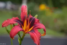 IMG_1855-2.webp