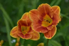 5villasorange.webp