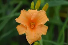 5bertiferris.webp
