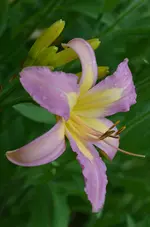 5johnkarlsegar.webp
