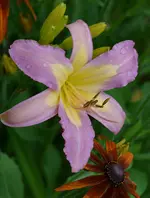 5johnkarlsegar2.webp