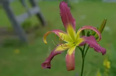 5laughingskies.webp