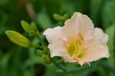 5luxurylace.webp