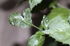 _MG_1550.webp