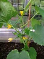 2016-06-27 Gurke Printo GWH1.webp