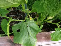 2016-06-27 Gurke Printo HB.webp