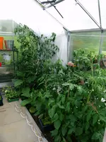 2016-06-27 Tomatenurwald im GWH.JPG
