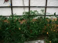 GEDC0807.webp