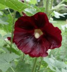 red (82).jpg