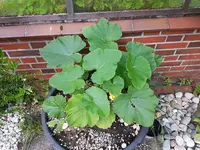 PHOTO_20160624_194141.jpg