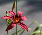 IMG_1924.webp