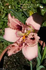 IMG_1926-2.webp