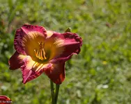 IMG_1934-2.webp