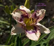 IMG_1935-2.webp