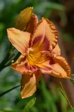 6allfireup.webp