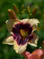 6damedunil.webp