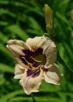 6damedunil2.webp