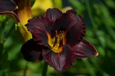 6edmurray.webp