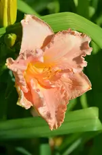 6elisabethsalter.webp