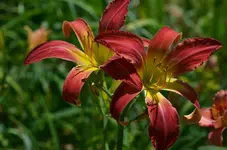 6lognstocking.webp