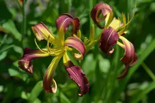 6philliscantini.webp