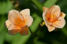 6pixieparasol.webp