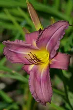 6trachlyta.webp