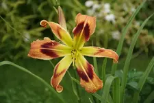 Wild and Wonderful.webp
