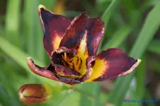 comp_DSC05262.webp