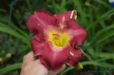 comp_DSC05265.webp