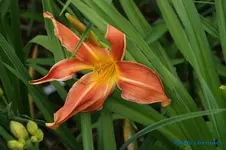 comp_DSC05266.webp