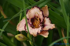 comp_DSC05273.webp
