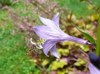 P1120281.webp