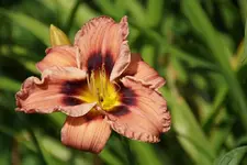 Tante Ju.webp