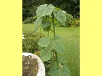 DSCN0588.webp