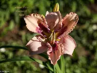 IMG_1976-2.webp