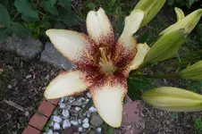 SAM_1681.webp