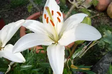 SAM_1688.webp
