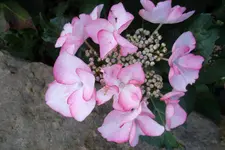 SAM_1686.webp