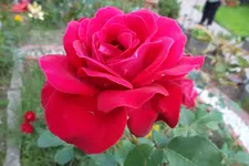 SAM_1684.webp