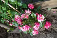 SAM_1690.webp