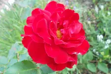 SAM_1685.webp