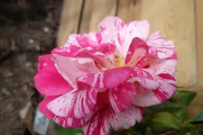 SAM_1691.webp