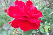 SAM_1697.webp
