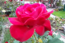 SAM_1698.webp